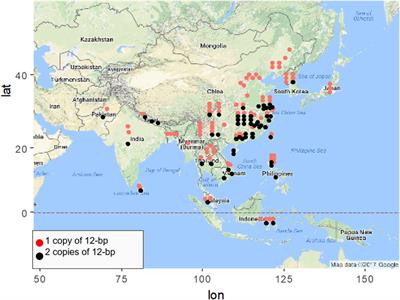 The grain yield regulator NOG1 plays a dual role in latitudinal adaptation and cold tolerance during rice domestication